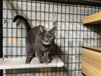 Adopt Doc Viserion a Domestic Short Hair