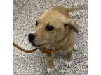 Adopt 55589638 a Terrier, Mixed Breed