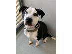 Adopt ROMEO a Pit Bull Terrier