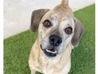 Adopt CHURRO a Beagle, American Staffordshire Terrier