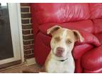 Adopt BLU a American Staffordshire Terrier, Mixed Breed