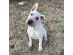 Adopt Fitch--In Foster***ADOPTION PENDING*** a Shar-Pei, Labrador Retriever