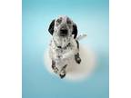 Adopt WINSTON a Bluetick Coonhound, Labrador Retriever