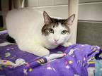 Adopt DUTCH a Domestic Short Hair