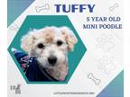 Adopt Poodle Mix - Tuffy a Poodle