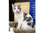 Adopt Miles a Domestic Short Hair