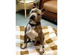 Adopt Peanut a Pit Bull Terrier