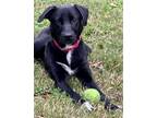 Adopt Bear a Labrador Retriever