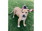 Adopt Wyatt a Black Mouth Cur