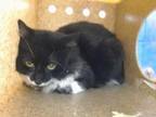 Adopt LITTLE BUTLER a Domestic Long Hair, Domestic Short Hair