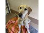 Adopt Tank a Yellow Labrador Retriever