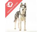 Adopt Arames a Husky