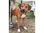 Adopt Laredo (34550-d) a Hound