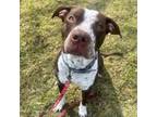 Adopt Paulie (34575-d) a Pit Bull Terrier