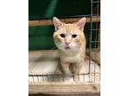 Adopt George Jones a Domestic Short Hair