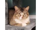 Adopt O'Malley a Domestic Short Hair