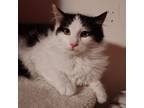 Adopt Poe a Domestic Long Hair