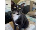 Adopt Mr Clint Eastwood! a Tuxedo, Domestic Short Hair