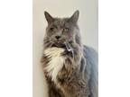 Adopt Dermot a Domestic Medium Hair, Domestic Short Hair