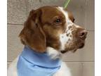 Adopt UT/Dixon a Brittany Spaniel