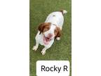 Adopt OK/Rocky Rock a Brittany Spaniel