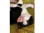 Adopt Kiki a Domestic Short Hair