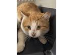 Adopt Broadway a Domestic Short Hair