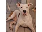 Adopt MIDAS a Pit Bull Terrier