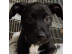 Adopt Panther a Retriever, Pit Bull Terrier
