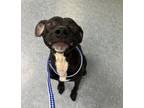 Adopt QUIGLEY a Pit Bull Terrier, Labrador Retriever