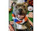 Adopt SHIMMER a Boxer, Pit Bull Terrier