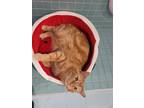 Adopt Charlie - KBC a Tabby, Domestic Short Hair