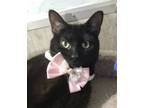 Adopt Ash a Domestic Short Hair