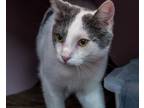 Adopt Louie - KBC a Domestic Short Hair