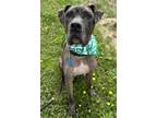Adopt Freight a Great Dane, Mixed Breed