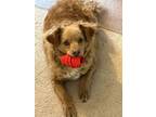 Adopt CURLEY a Miniature Poodle, Pomeranian