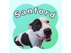 Adopt Sanford a Mixed Breed