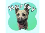 Adopt Hurley a Mixed Breed
