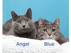 Adopt Blue (Bonded pair with Angel) a Domestic Short Hair, Tabby