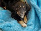 Adopt FORD a Bernese Mountain Dog, Border Collie