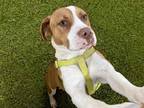 Adopt BUD a Pit Bull Terrier, Beagle