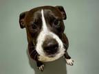 Adopt BRYAN a Pit Bull Terrier, Mixed Breed