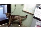 Adopt KOVU a Pit Bull Terrier, Mixed Breed