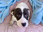 Adopt LUCA a Pit Bull Terrier, Mixed Breed