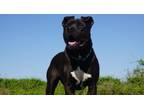 Adopt Onyx a Pit Bull Terrier