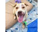 Adopt Wapi a Pit Bull Terrier