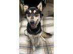 Adopt Slick a Siberian Husky, Mixed Breed