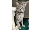 Adopt Turbo a Domestic Short Hair