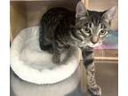 Adopt Kimchi a Domestic Short Hair, Tabby