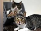 Adopt Maple & Rocky a Domestic Short Hair